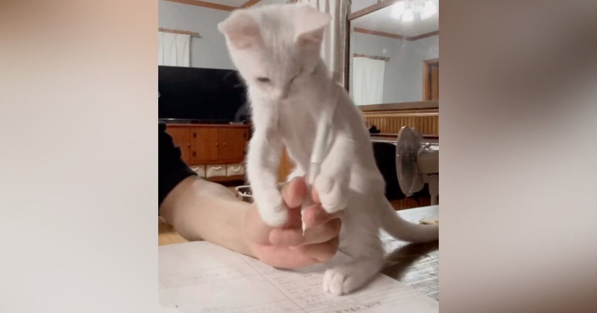 勉強中のお兄ちゃんに『かまってアピール』をする子猫…微笑ましすぎる『攻防戦』に「かわいいおじゃま虫ｗ」「勉強どころじゃないｗ」
