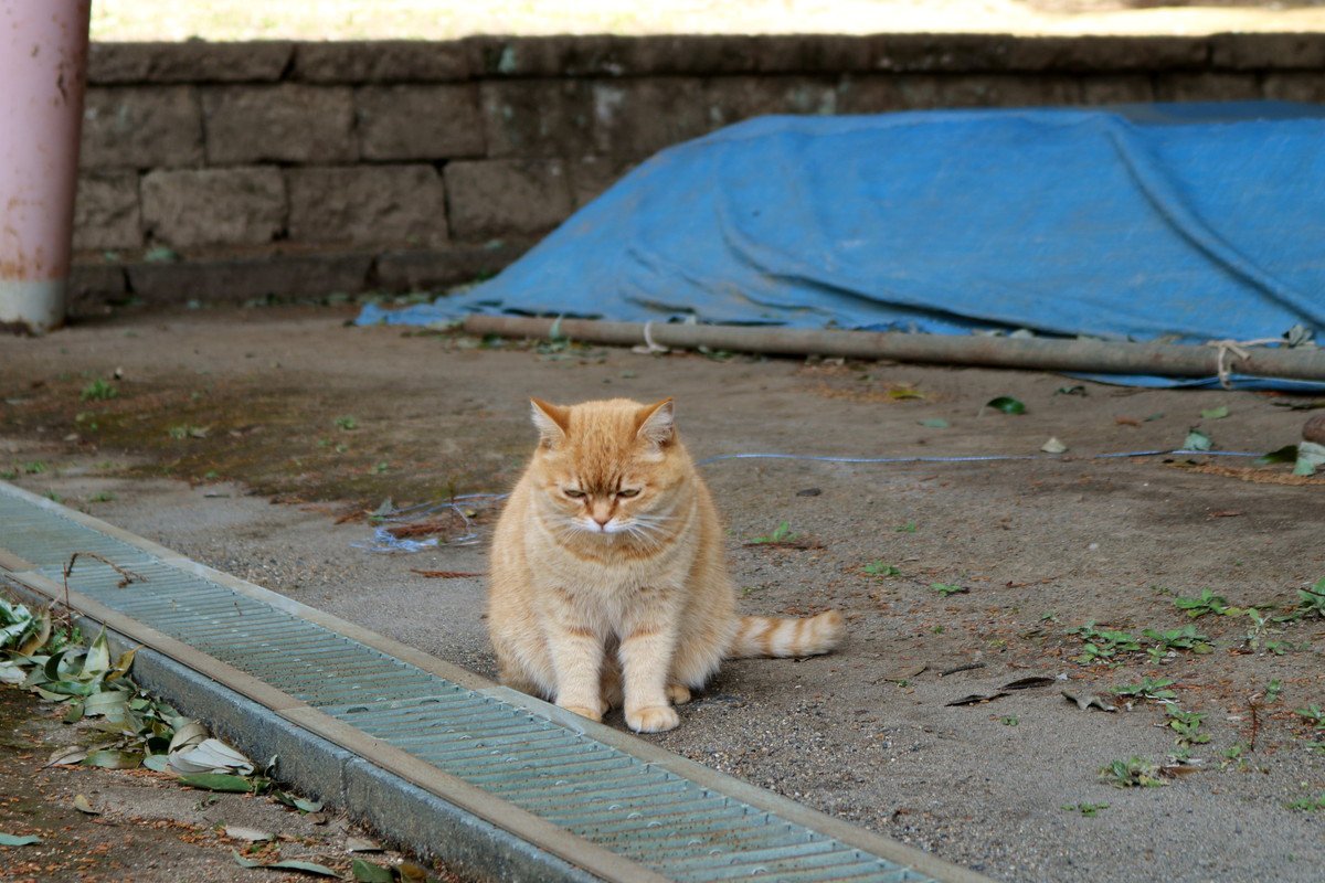 ストレスを抱えた猫に起こり得る『心の病気』4選　予防のためにできる対処法も