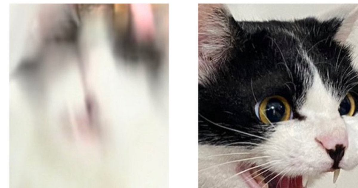 猫は結構『表情豊か』だと思う→様々な顔つきを集めてみた結果…可愛すぎる光景に１万いいね「喜が最高ｗ」「色々な顔を見せてくれるよね」