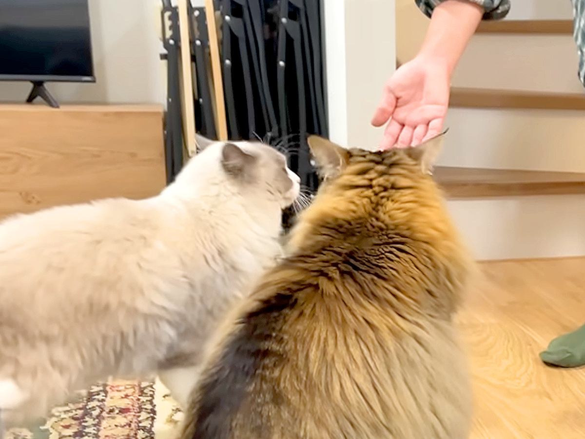 お客さんを出迎える２匹のネコ→あいさつをして…思わず微笑んでしまう『おもてなしの光景』が61万再生「なんていじらしい」「甘えん坊さん」