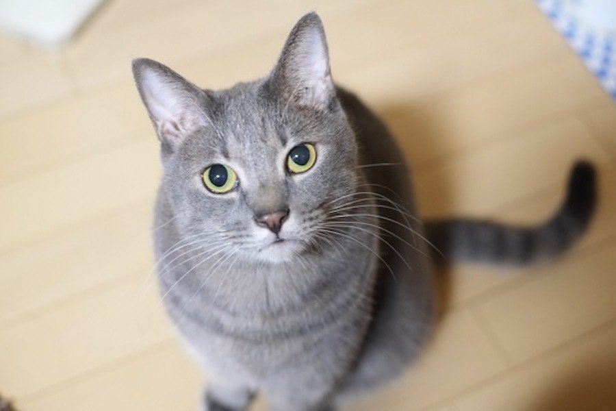 猫が飼い主にお願いしていること６つ