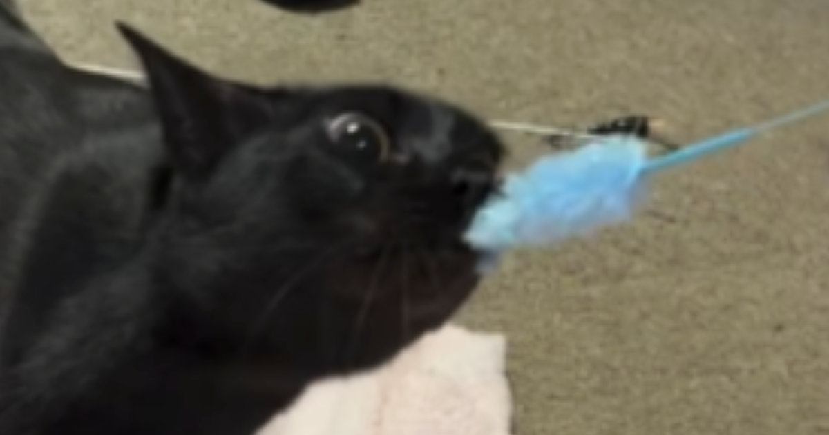 猫と『ねこじゃらしを引っ張りっこ』していたら……思わず笑う『全力すぎる光景』が50万再生「目ヂカラすごいｗ」「犬みたいだ」と話題