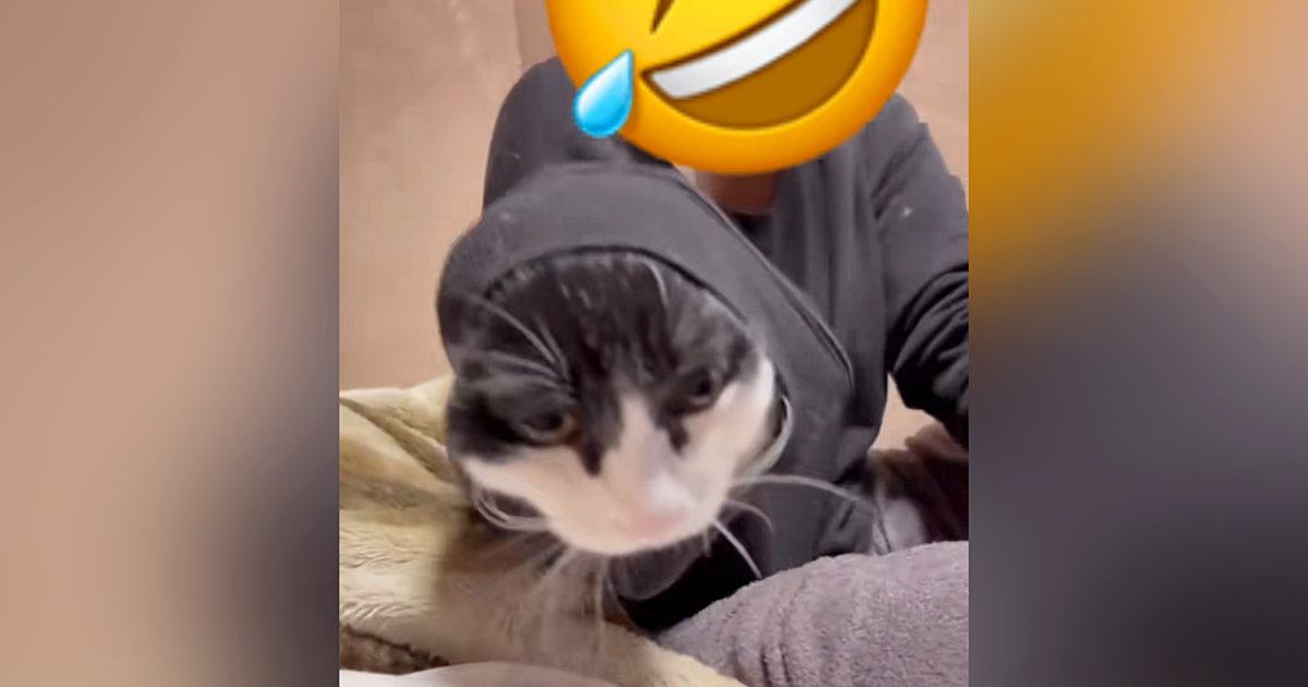 家族LINEに送られてきた『実家の猫の様子』→見てみたら…お姉さん大爆笑の『とんでもない状況』に「もう笑い止まらないよねｗ」「猫の手ｗ」