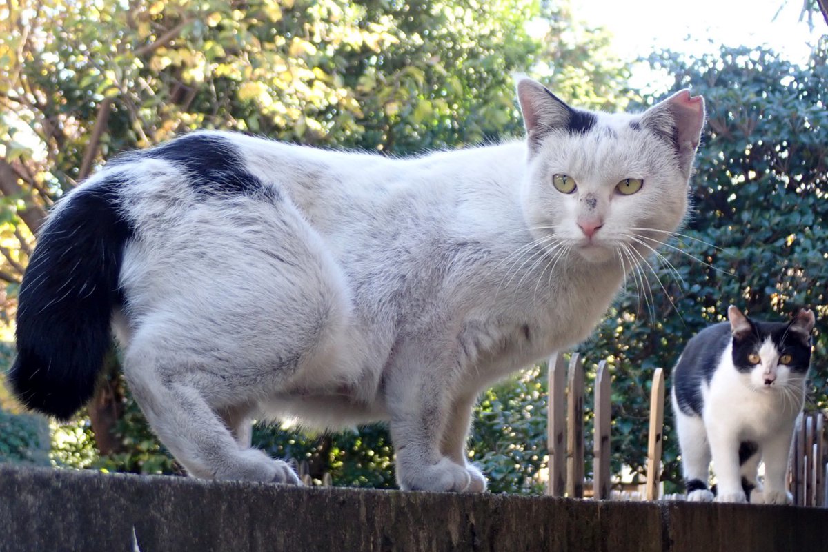 【獣医師コラム】娘猫の身代わりに『自ら捕獲器に入った母猫』の話