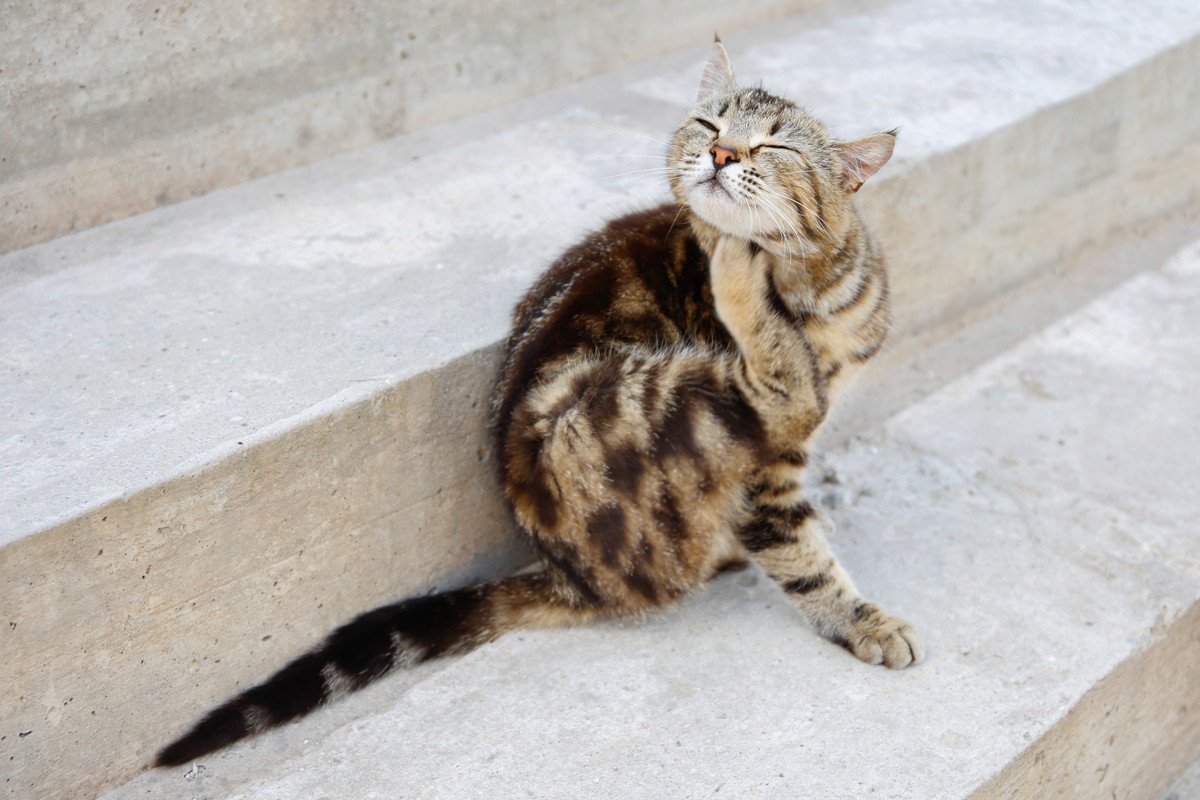 猫にも人にも脅威となる『重症熱性血小板減少症候群（SFTS）』主な症状や感染経路、予防策を解説