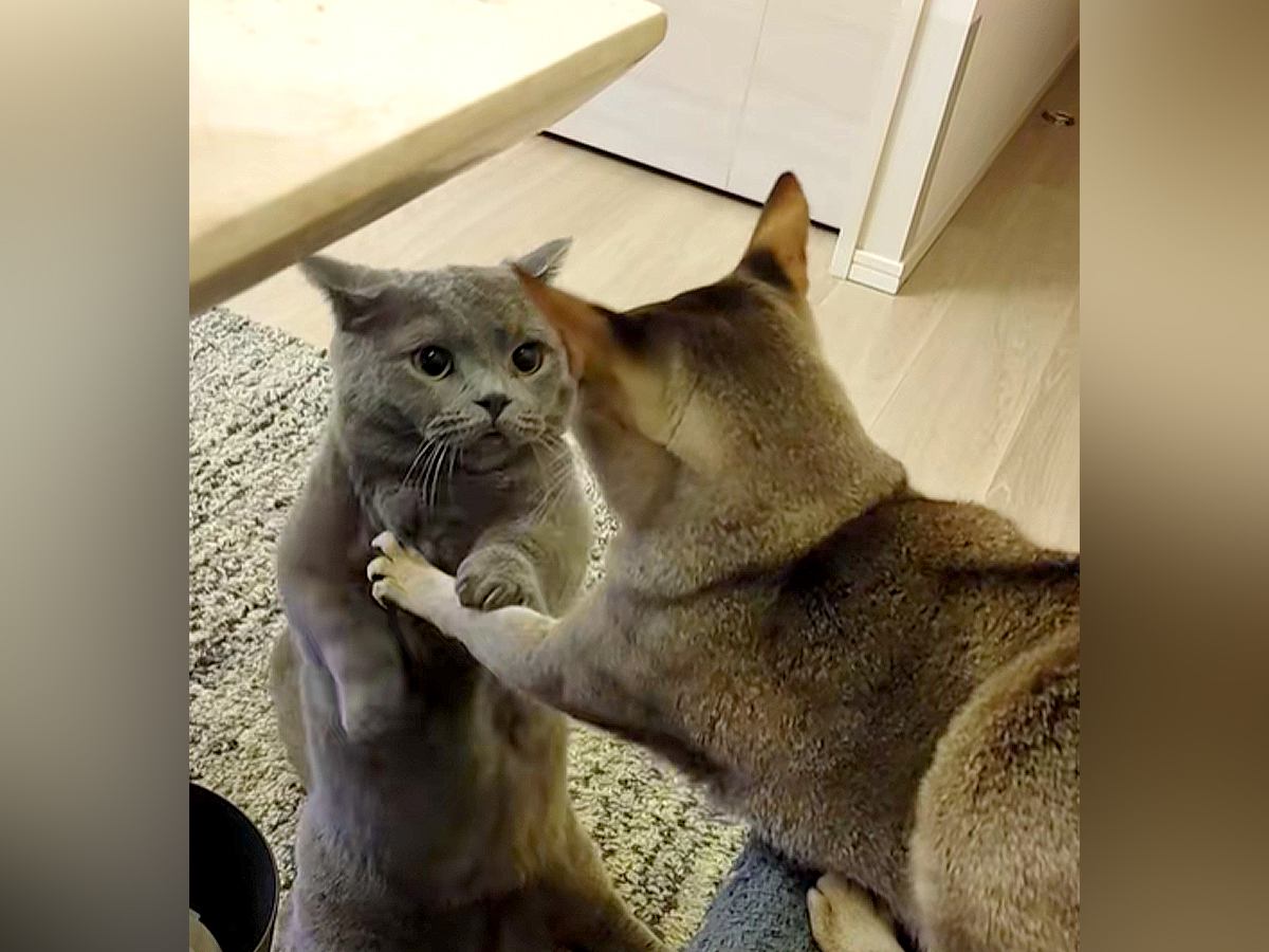 今にもケンカしそうな２匹のネコ→猫パンチをするかと思ったら…『まさかの結末』が925万再生「ちょっと気まずそう」「体勢がｗｗｗ」と爆笑の声