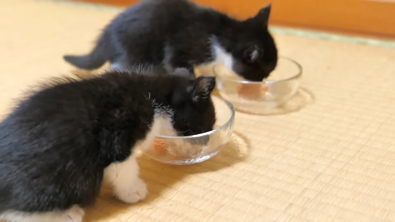 赤ちゃんネコが初めて離乳食を食べた結果…まさかの『ウマウマと言いながら食べる様子』が11万再生「何故か涙でた」「美味しすぎたかな」