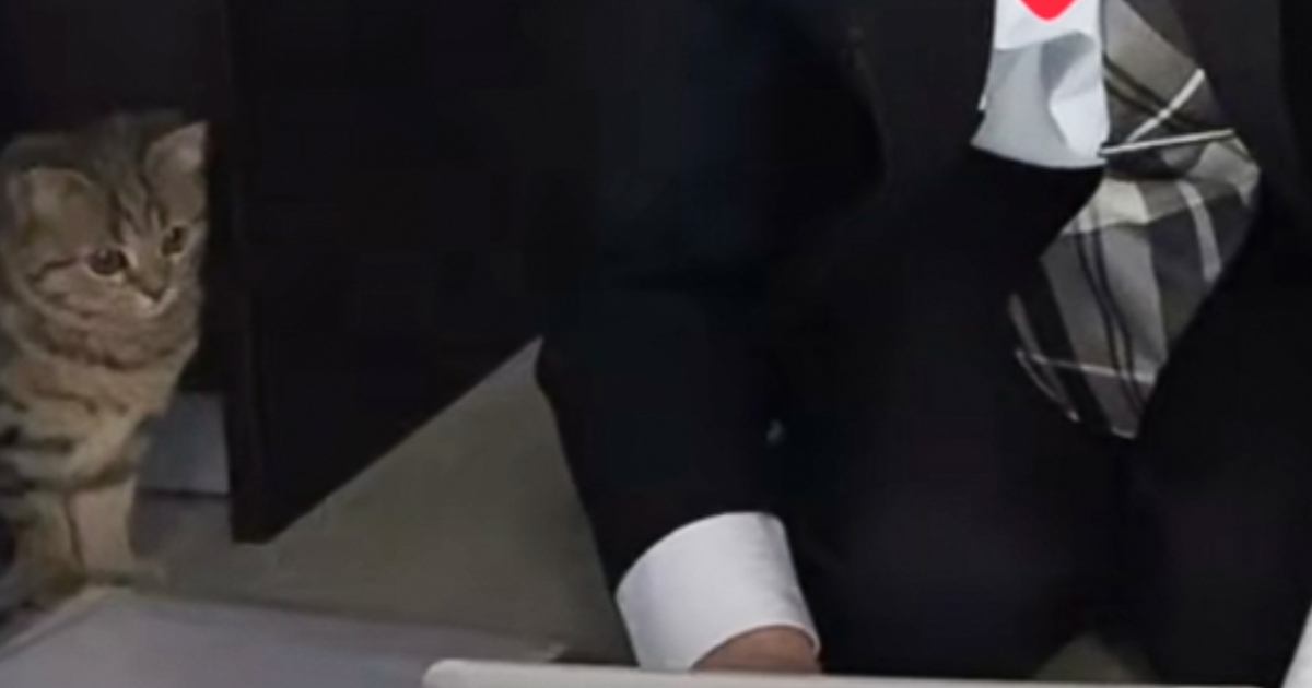 引っ越し業者さんの説明を受けていたら、猫が……『まさかの行動』が可愛すぎると9万再生「教育係？ｗ」「ちゃんと見てるｗｗ」と爆笑の声