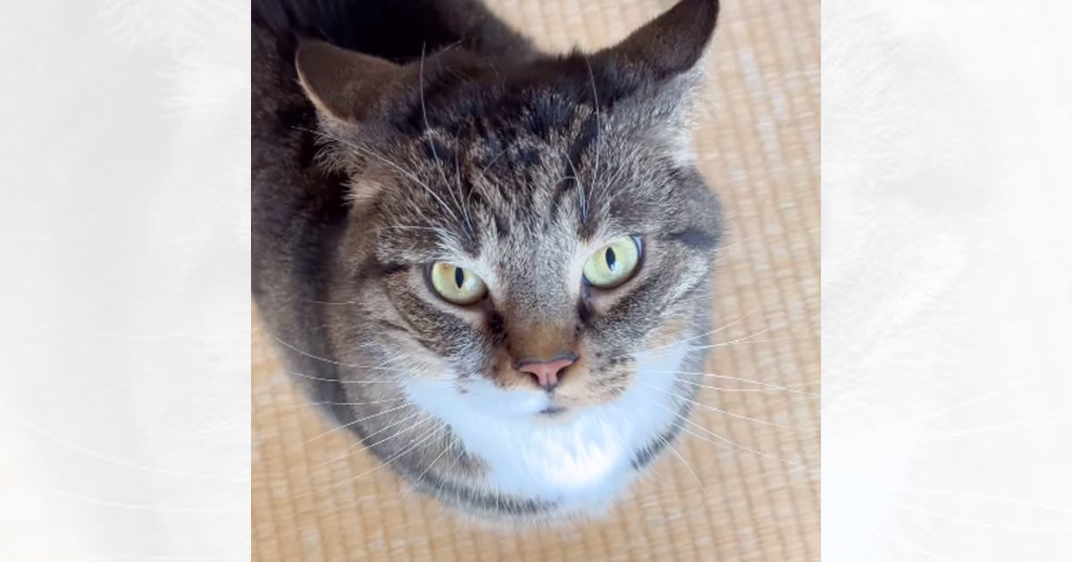 『ブラッシングしただけなのに…』ジリジリと追いつめてくる猫が可愛すぎると23万再生「許さないって感じｗ」「耳が物語ってるｗ」