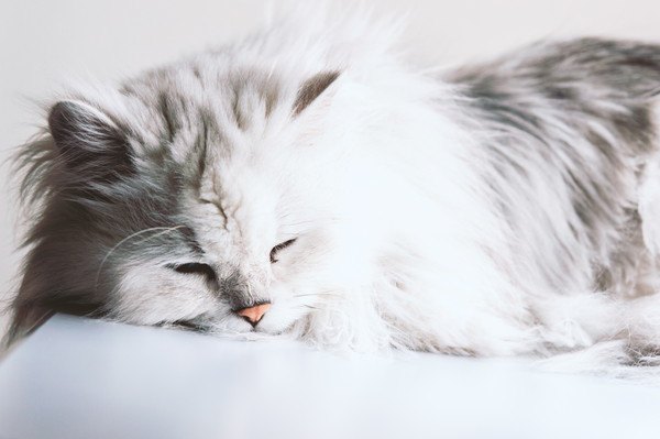 眠っている猫が息をしていない！？睡眠時無呼吸症候群とは？