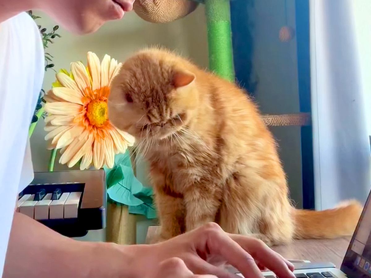 飼い主が作業するのを見ているネコ→視線が動いた次の瞬間…かまってほしくて見せた『尊すぎる行動』が75万再生「愛情表現だね」「愛しい存在」