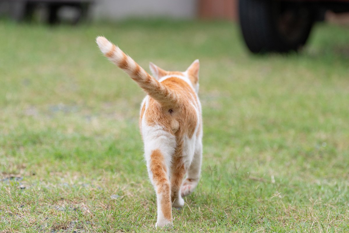 猫が『姿を消す』のは“死ぬ前”って本当？気になる真相と理由