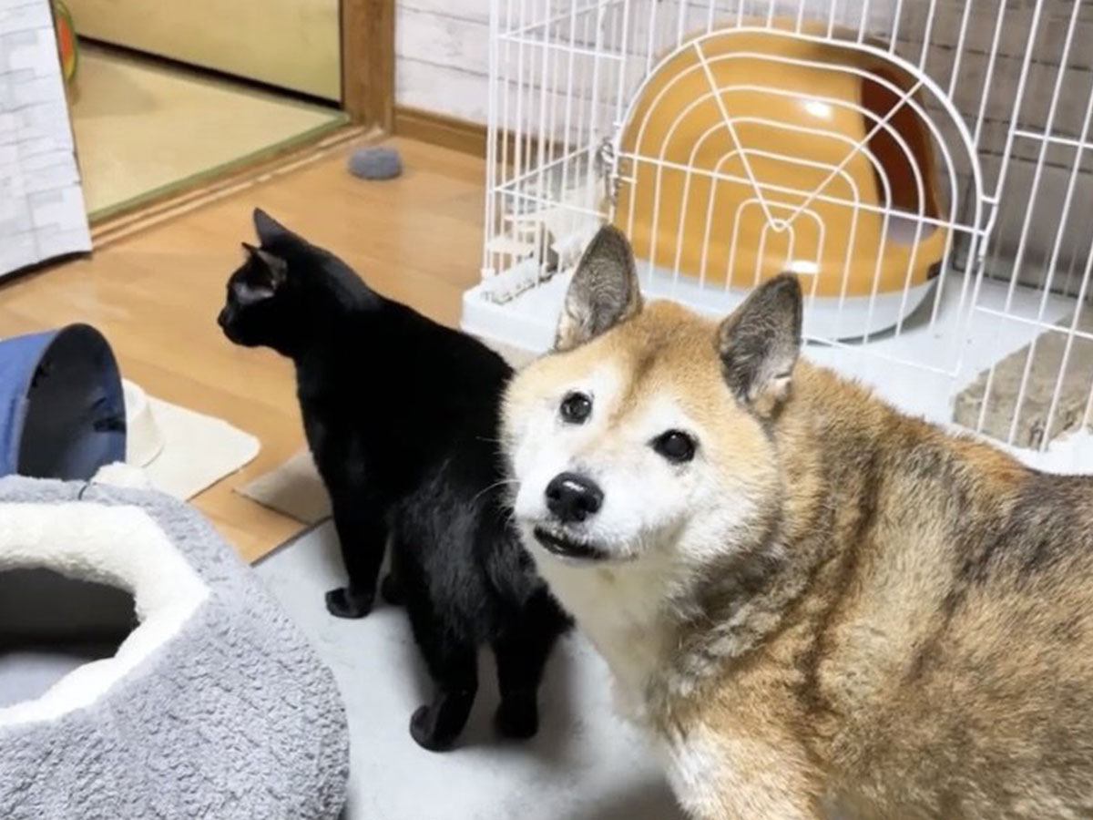 部屋で暴走する猫達→『部屋の異変』を見つけた柴犬が…まさかの『賢すぎる行動』に「訴える顔がわかりやすいｗ」「めちゃ見てた！」の声