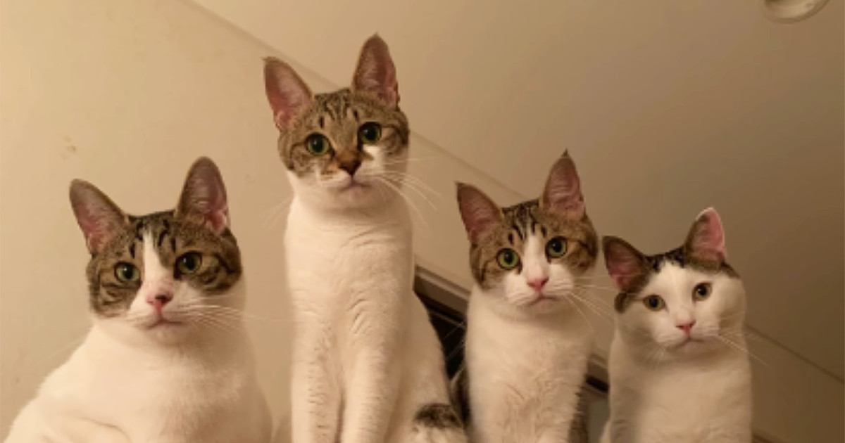 横一列に並んでカメラを見つめる『4兄弟の猫』→子猫時代を見てみると……尊すぎる光景に「キュン死する」「やばい可愛い」と悶絶の声