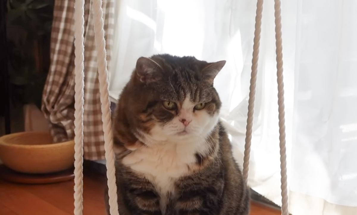 『ブランコに乗っている猫』→遊んでいるのかなと思ったら…まさかの『お手伝いしている姿』に「確かに邪魔にならないｗ」「助かるね」の声
