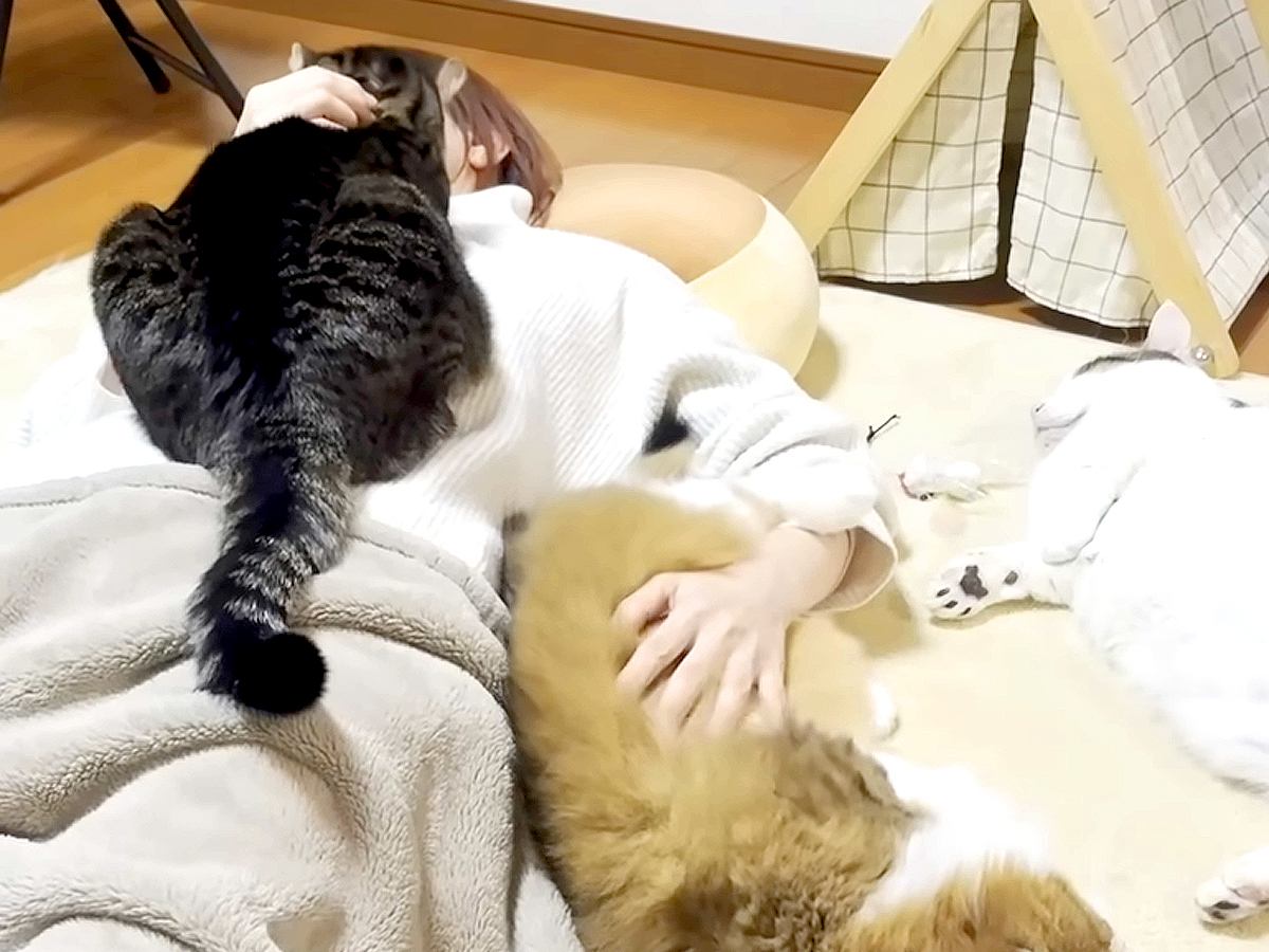 床で寝るお母さん→４匹のネコがまわりに集まって…羨ましすぎる『モテモテな光景』に「猫まみれ」「大好きな気持ちが伝わってくる」と反響
