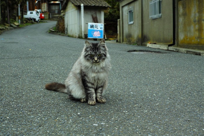 猫島が抱える問題に私たちができる協力