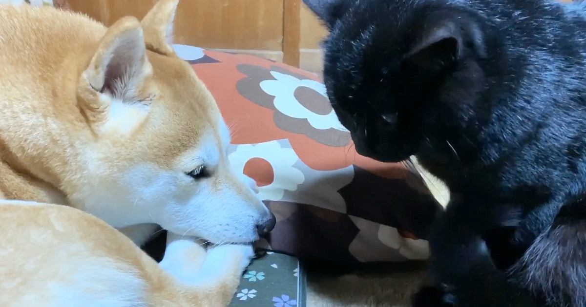 眠れない様子の黒猫が、大好きな犬のそばへ移動すると…まさかの『尊すぎる光景』が37万再生「側にいたいんだねぇ」「本当にほっこりする」