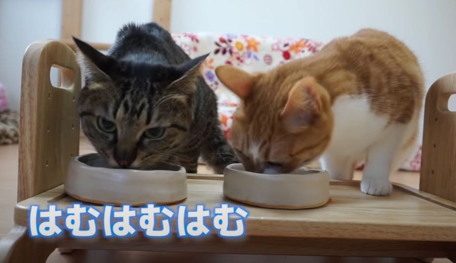 食いしん坊猫ちゃん、ご馳走を目の前にフライング！