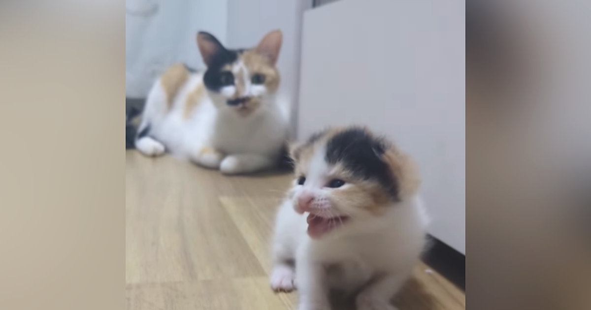 目が開いたばかりの『よちよち歩きの子猫』→不安そうに鳴き始めると、母猫が…ほっこりする光景が82万再生「同じ柄ｗ」「可愛すぎて感動」