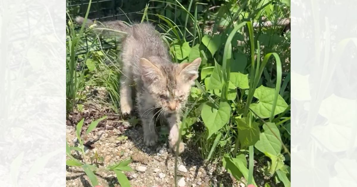 1匹でさまよっていた『ガリガリに痩せた子猫』を保護して４日…涙あふれる『変化の様子』に「助けてくれてありがとう」「幸せになってね」の声