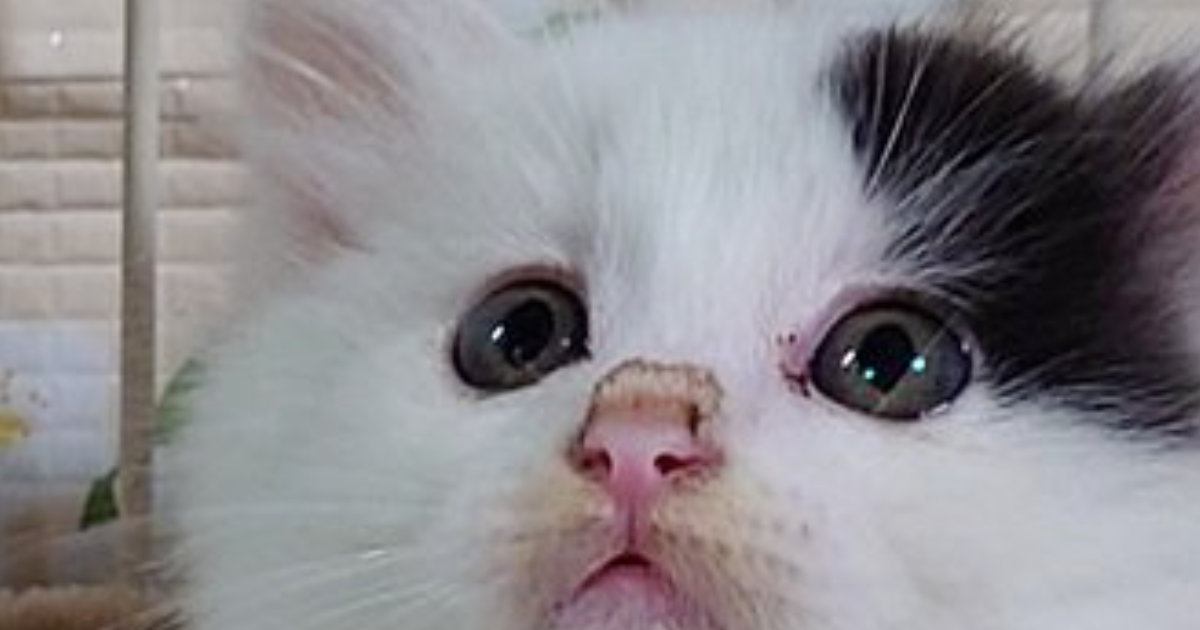 子猫を保護して数日→『ハンモックの上』を見たら…予想外すぎる光景に「中の人疑いたくなるｗ」「大物の予感ｗ」と1万9000いいね