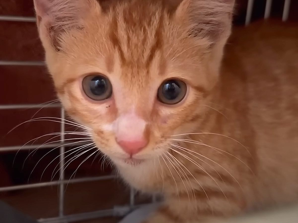 草むらで鳴いていた赤ちゃん猫→保護２日目で甘えん坊なのが発覚し…ずっとのお家で『幸せそうな現在の姿』に「嬉しい報告」「末永く幸せに」