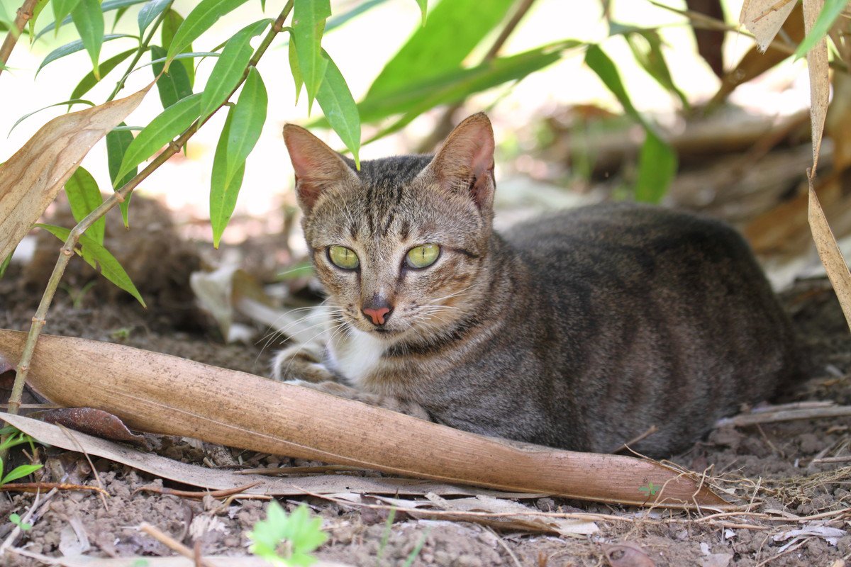 ボルネオ島の歴史に残る「パラシュート猫部隊」ネズミ撃退と島民の「猫友」になるのがミッション