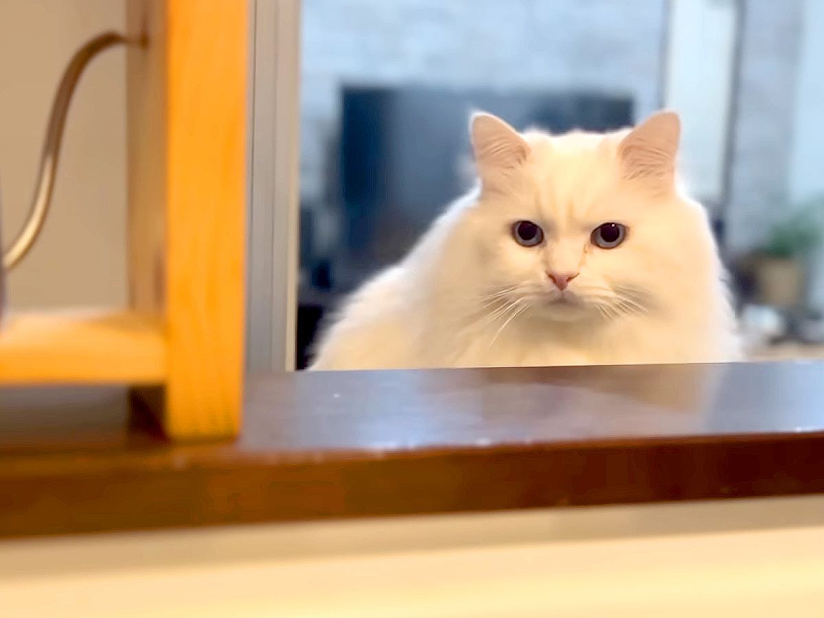 ママのことが大好きな元野良猫→片時も離れたくなくて…まるでストーカー行為？『愛が重い光景』が話題「いいなぁ」「逃げられそうにない」