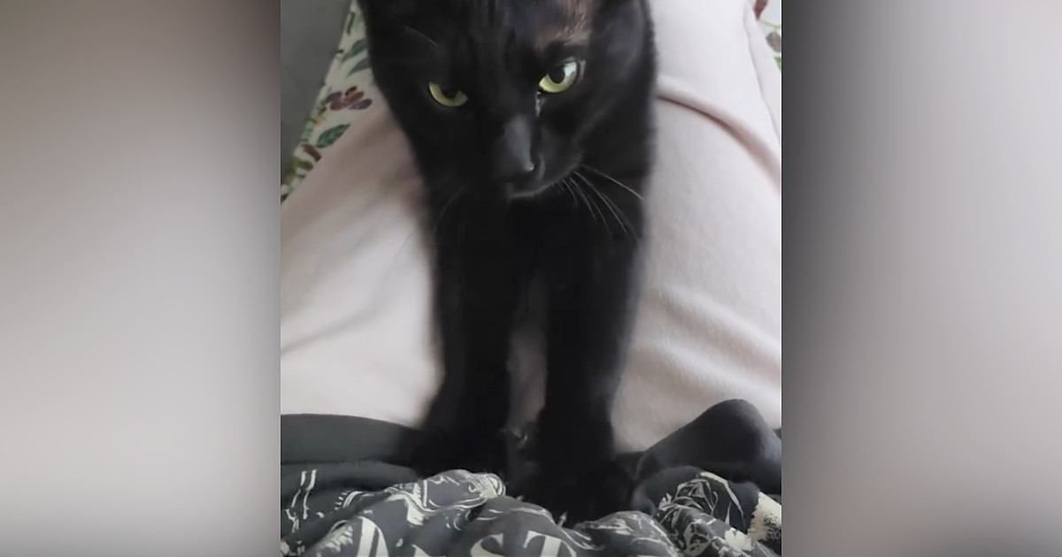 飼い主の膝の上に乗って『ふみふみ』していた黒猫…予想外の『可愛い展開』に「気まずそうな感じたまらん」「何回も見てしまった」と1万いいね