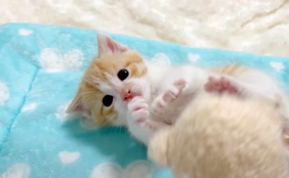 『まだまだ赤ちゃんと思っていたら…』保護した子猫の可愛すぎる瞬間が28万再生の大反響「ずっと見てられる」「癒やしをありがとう」