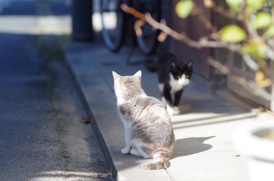 外飼いの猫が家に帰って来ない４つの理由とは？帰巣本能と探し方