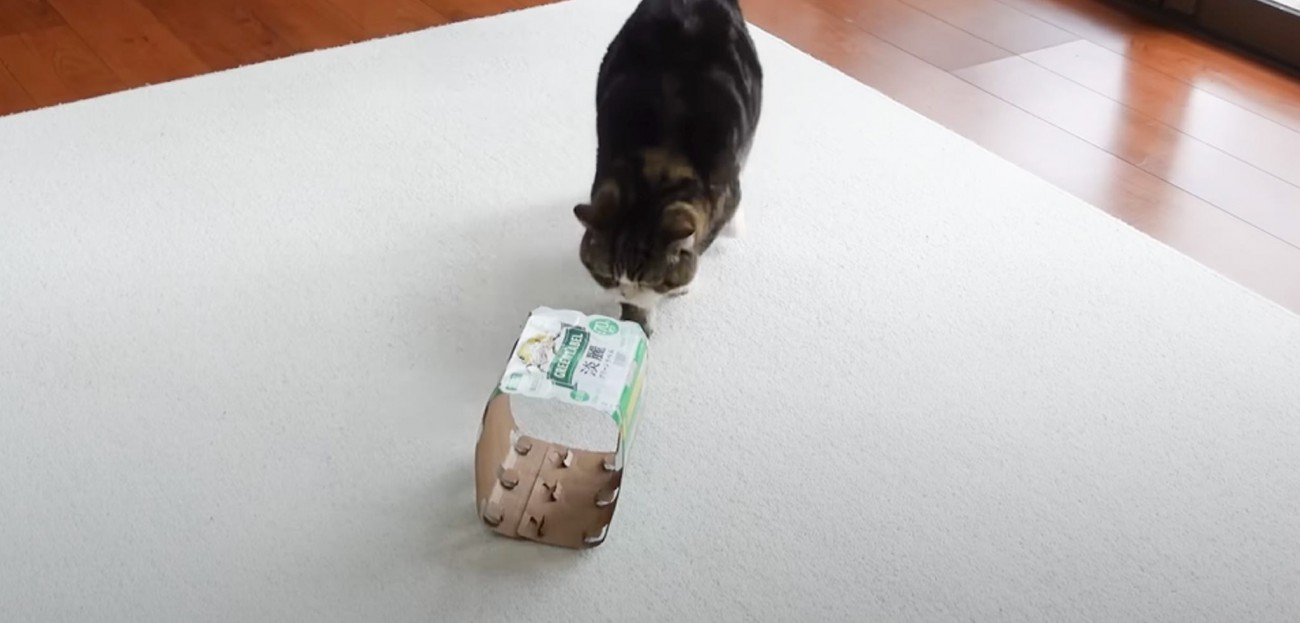 くつろいでいた猫→空のビール箱を発見すると…思わず笑っちゃう"可愛すぎる展開"に「強奪してて笑ったｗ」「箱への執念がすごい」の声