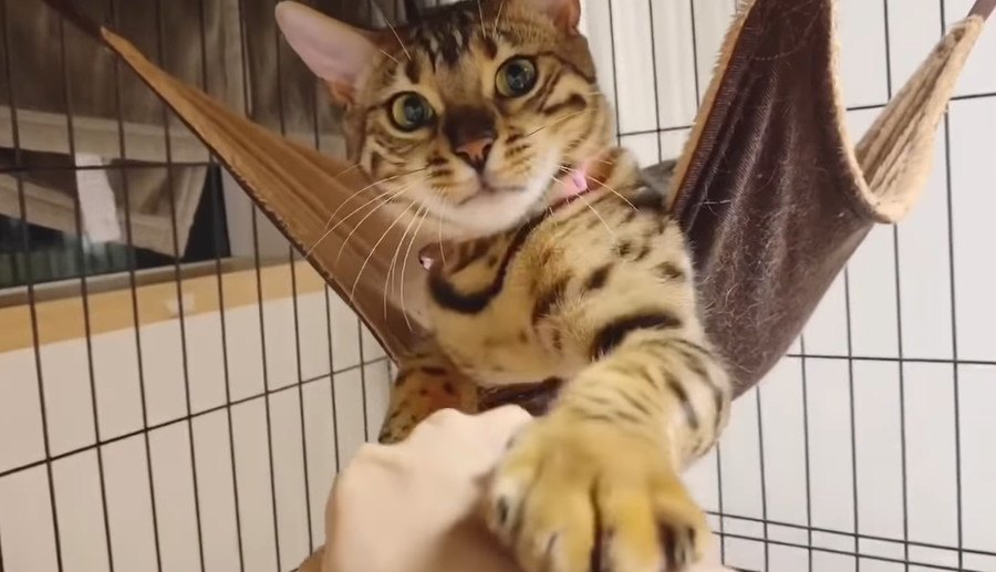 ていてーい♡本気モードで連続猫パンチをする猫ちゃん！