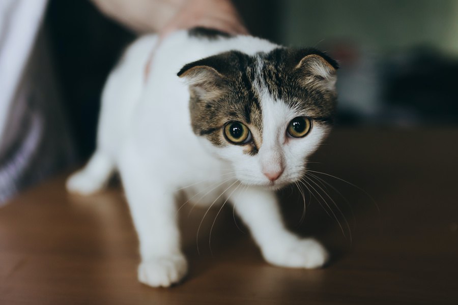 人馴れしていない猫がよくする仕草や行動３つ