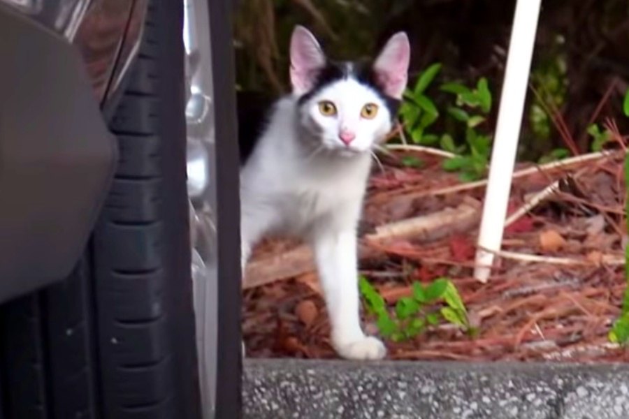 屋外に放り出された子猫…温かいお家で幸せに♡