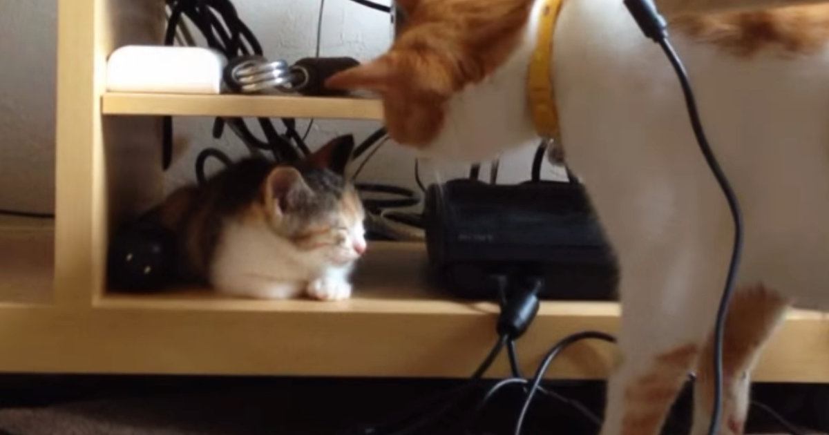 お昼寝中の『新入り子猫』に興味津々な先住猫を見ていると…優しさあふれる『初めて出会った日の様子』に「ずっと見ちゃう」「いいお兄ちゃん」