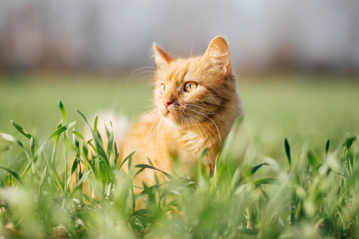 猫にとって危険な『天敵』動物5選　遭遇時に起こりうるトラブルや回避するための対策方法