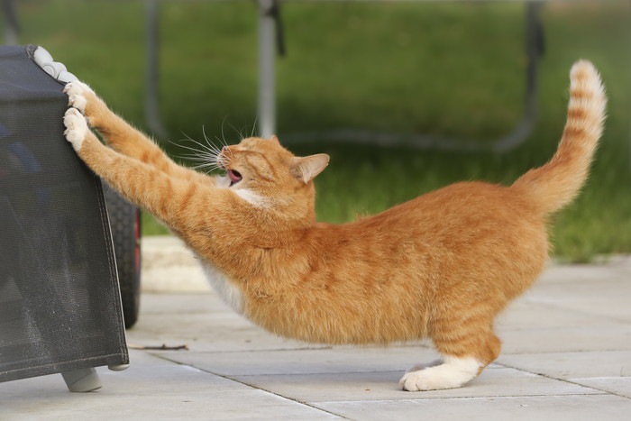 猫にまたたびを与える正しい使い方とは