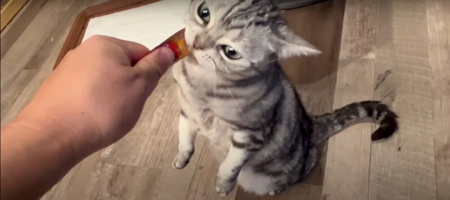 おやつ美味！猫ちゃんの美しい直立食べ♪