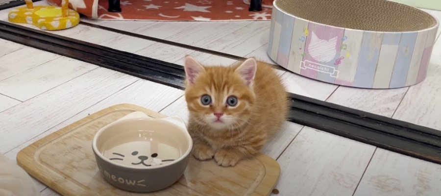 お手本はパパ猫さん！初めての水飲みにチャレンジした子猫ちゃん♡