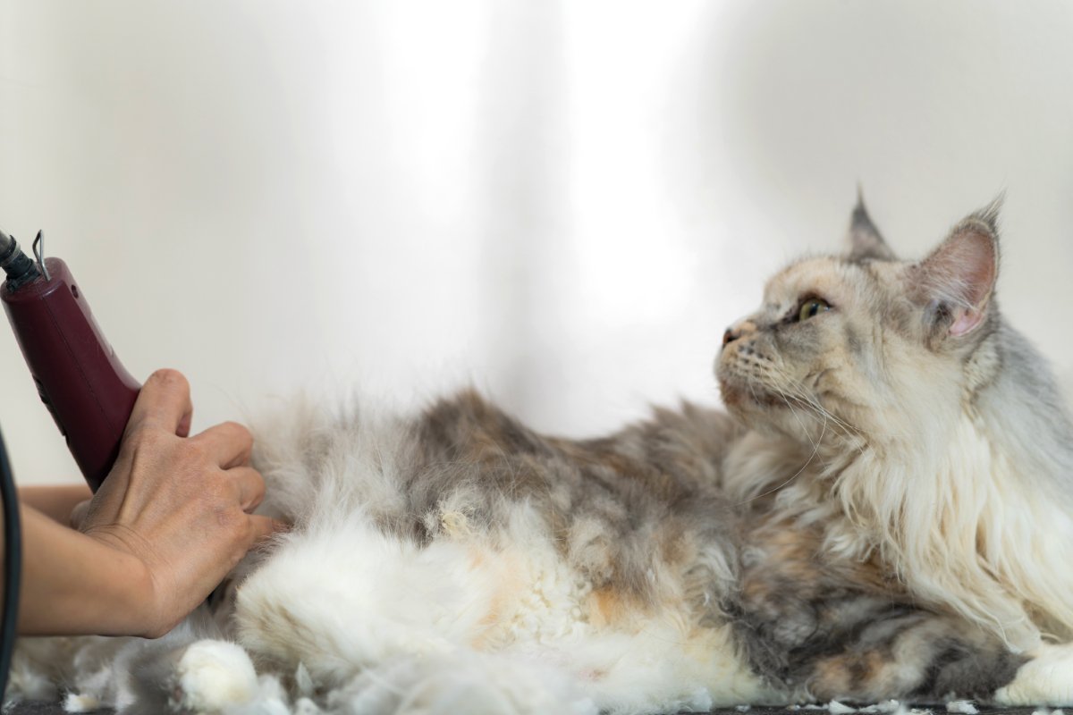猫の『サマーカット』って本当に必要なの？3つの良い点・悪い点から検討すべきことまで