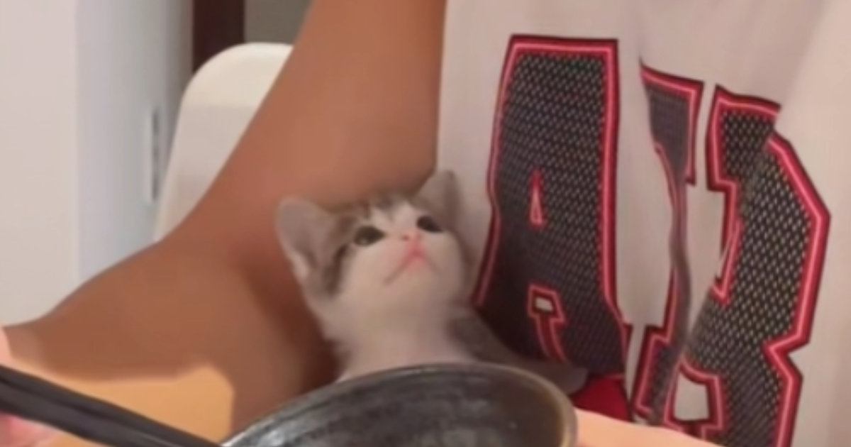 子猫に見つめられるパパ→顔を近づけてみたら…涙が出るほど尊い『やり取りの瞬間』が178万再生「可愛すぎて無理」「叫んでしまった」と悶絶