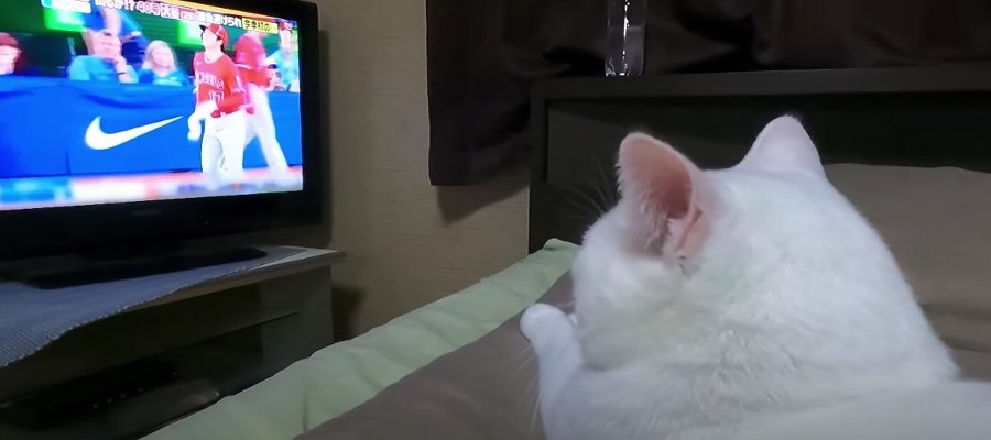 新事実発覚！実は野球ファンだった猫ちゃん♪