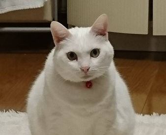 猫が思う『理想の飼い主』って？