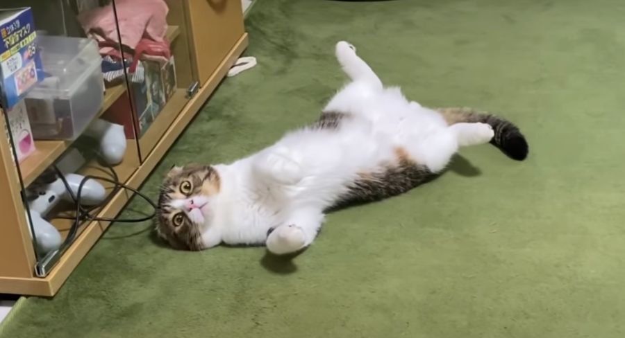 ママさんにかまってもらいたい父猫！父猫に八つ当たりする息子猫！