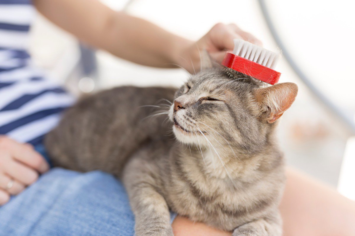 猫の『毛並みが悪くなる』5つの原因　良くする方法や正しいケアの方法も解説