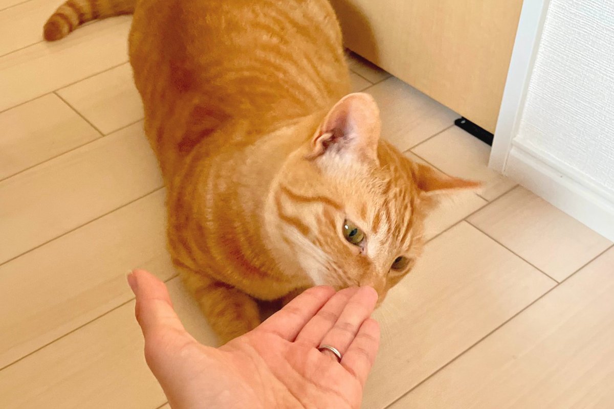 飼い主さんが『愛猫に助けられたな…』と思う5つの瞬間　これだから猫との暮らしはやめられない！