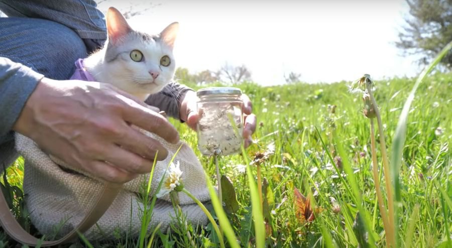 ポカポカ陽気♡タンポポの綿毛を探しに猫ちゃんとお散歩♡