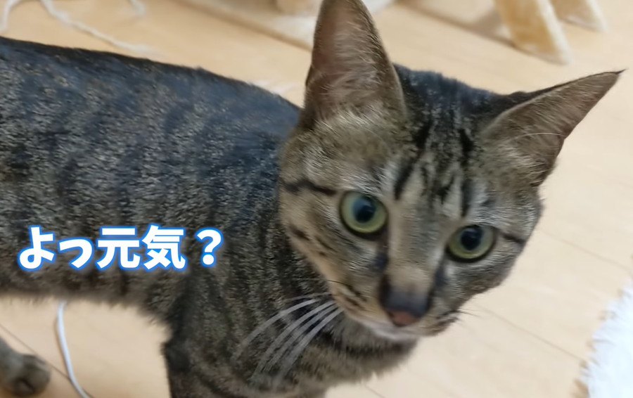 パパさんの前では良い子な猫ちゃん